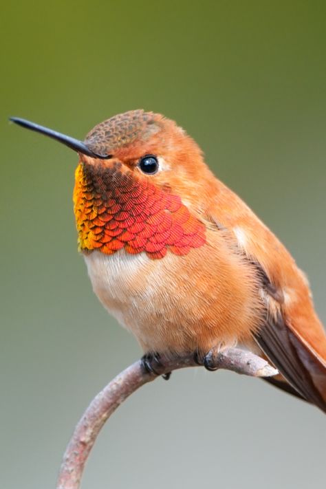 Can you guess what gives this hummingbird its fiery red-orange glow Birding Tips, Hummingbird Meaning, Hummingbird Migration, Here's The Scoop, Fiery Red, Colorful Birds, Bird Garden, Bird Lovers, Bird Watching