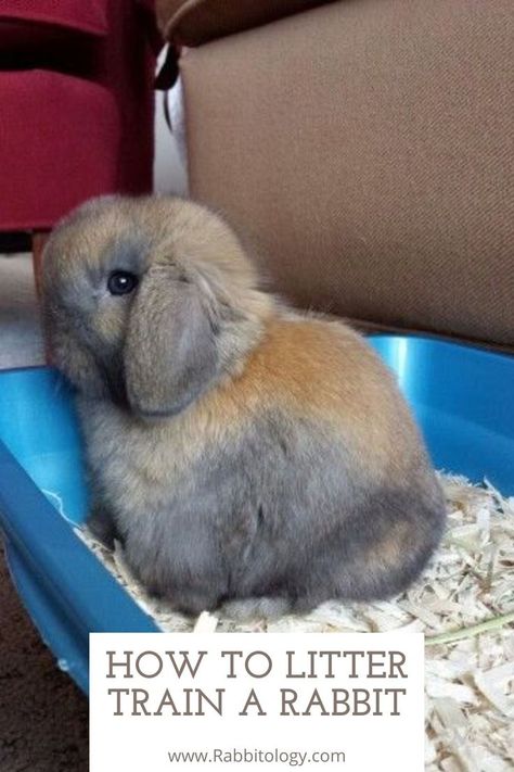 How-to-Litter-Train-a-Rabbit? Litter Box Training Rabbits, Litter Training Rabbits, Rabbit Tips, Bunny Litter Box, Lop Bunnies, Bunny Ideas, Holland Lop Bunnies, Lop Bunny, Rabbit Litter