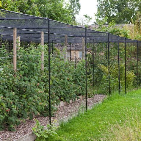 Fruit Cages, Fruit Cage, Berry Garden, Garden Netting, Plants Growing, Garden Vines, Backyard Vegetable Gardens, Veg Garden, Vegetable Garden Design