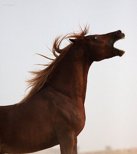 proclamation! Photos Of Horses, Warmblood Horses, Horse Anatomy, Horse Inspiration, Most Beautiful Horses, Animal Groups, Majestic Horse, Brown Horse, All The Pretty Horses