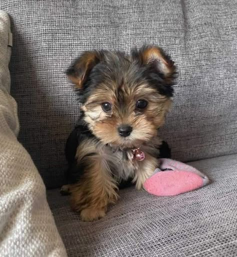 Teacup Yorkshire Terrier, Yorkie For Sale, Teacup Yorkies, Teacup Yorkie Puppy, Cute Small Dogs, Puppy Mom, Dog Mommy, Very Cute Puppies, Yorkie Terrier