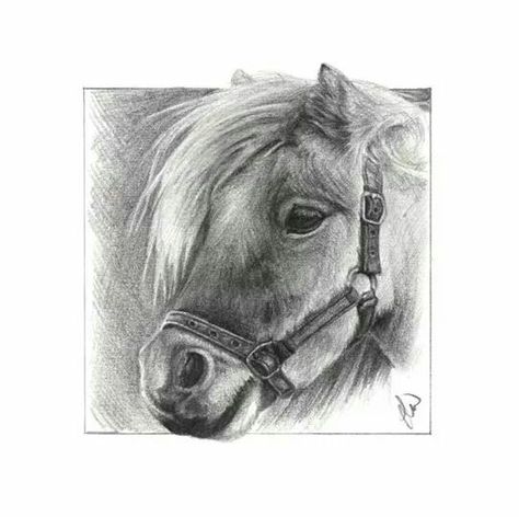 Day 16 of January sketch a day challenge. 'Brodie' Shetland pony. #equestrian #art #shetlandpony #cute #pencil #drawing Shetland Pony, Sketch A Day, Watercolour Paper, The Vision, Pencil Sketch, Pencil Drawing, Sketch, Pencil, Art