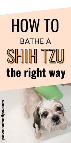 Does your beloved Shih Tzu need a bath!? Check this guide on how to bathe a Shih Tzu puppy the right way. Get tips on how to prepare a bath, what products are best to bathe a Shih Tzu with and how to keep your puppy calm during bath time. How To Groom A Shih Tzu At Home, Bathing Tips, Dog Grooming Shih Tzu, Miniature Shih Tzu, Shih Tzu Puppy Cut, Puppy Bath, Dog Grooming Diy, Shih Tzu Haircuts, Shih Tzu Grooming