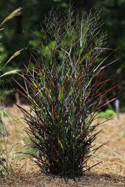 Panicum Virgatum, Low Maintenance Backyard, Spring Hill Nursery, Perennial Grasses, Plant Zones, Plant Catalogs, Fast Growing Plants, Low Maintenance Garden, Emerald Coast