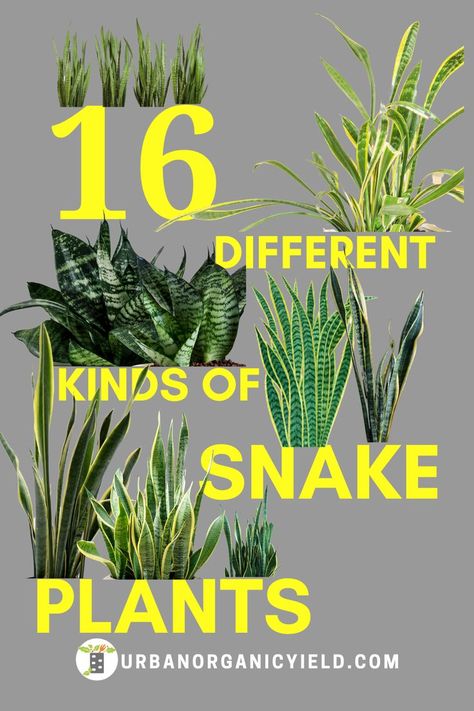 Did you know there are several varieties of snake plants (also know as sansevieria plants).  In this article, we talk about 16 different types of snake plants that are perfect for your indoor garden at home.    #gardening #plants #snakeplant Snake Plant Varieties, Plant Varieties, Snake Plants, Hallway Ideas Entrance, Hallway Ideas, Different Kinds, Snake Plant, Snakes, To Grow