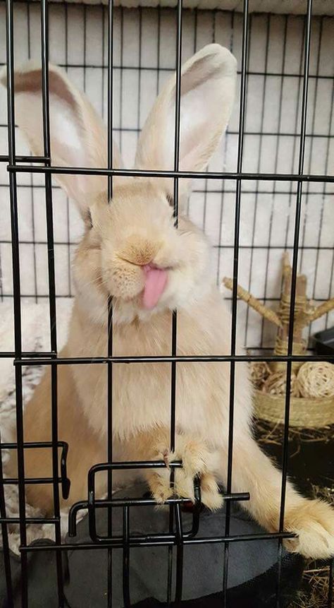 Crazy Bunny Lady, Bunny Lady, Bunny Care, Cute Bunny Pictures, Funny Rabbit, Bunny Mom, Baby Faces, Pet Bunny