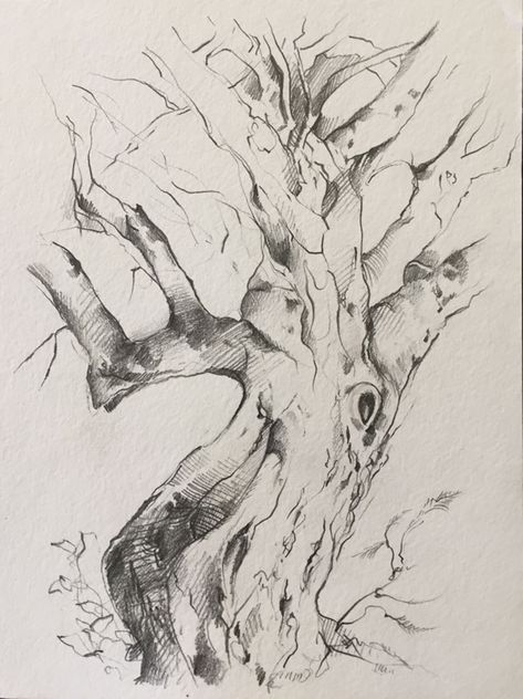 Tree Study Tree Refrence Art, Tree Study Drawing, Tree Study, Pencil Sketch Drawing, Tree Sketches, Academic Art, Plant Drawing, Background Art, Pencil Art Drawings