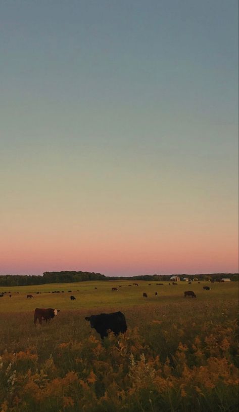 #happy #sunset #photography #cow #farm #farmhouse #love #farmlife Cows In A Field Aesthetic, Sunset Farm Aesthetic, Farm Iphone Wallpaper, Farm Sunset Aesthetic, Kaitlin Core Aesthetics, Maddy Core Aesthetic, Hayley Core Aesthetic, Maddycore Aesthetic, Farm Aesthetic Wallpaper