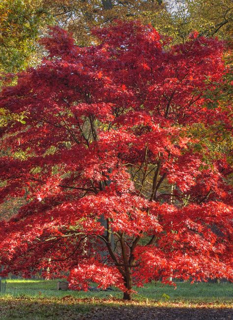 An acer tree in autumn with stunning red leaves Japanese Maple Tree Garden, Maple Tree Landscape, Coral Bark Maple, Coral Bark Japanese Maple, Cypress Mulch, Low Growing Shrubs, Maple Trees, Japanese Maple Tree, Specimen Trees