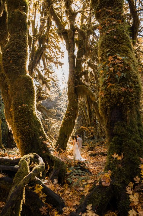 Bride and groom walking through the Hoh Rainforest during their fall elopement day in Olympic National Park Hoh Rainforest Elopement, Forest Micro Wedding, Olympic National Park Wedding, Olympic National Park Elopement, Rainforest Elopement, Redwood Elopement, Emo Wedding, Elopement Forest, Magical Elopement