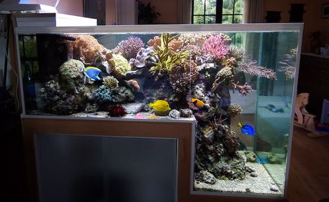 Aquariums From Tanked | 440 Gallon Custom Drop-Off Reef Tank - Reef Central Online Community Saltwater Fish Tanks, Marine Tank, Reef Tanks, Fish Tank Ideas, Saltwater Tank, Aquarium Ideas, Saltwater Fish, Marine Aquarium, Marine Fish