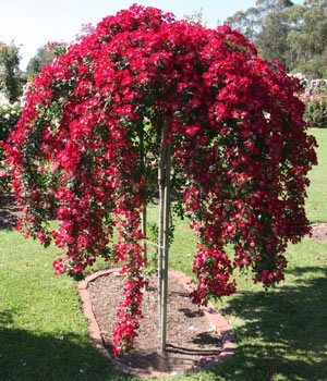 Weeping Roses - Nurseries Online Standard Roses Front Garden, Weeping Plants, Ornamental Trees Landscaping, Roses Tree, Garden Shelf, Standard Roses, Trees For Front Yard, Rose Tree, Tree Peony