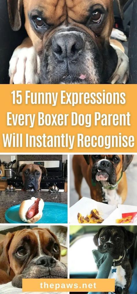 Boxer Dog Quotes Funny, Brindle Boxer Dogs, Boxer Memes, Funny Boxer Dogs, Black Boxer Dog, Boxer Dog Quotes, Puppy Pool, Boxer Dogs Brindle, Boxer Dogs Facts