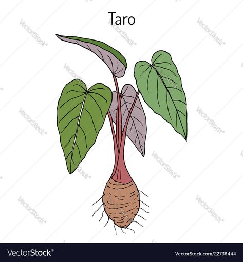 Taro Plant Drawing, Taro Plant Tattoo, Colocasia Esculenta, Botanical Vector, Taro Plant, Palm Tree Vector, Herbs For Hair, Plant Tattoo, Plant Vector