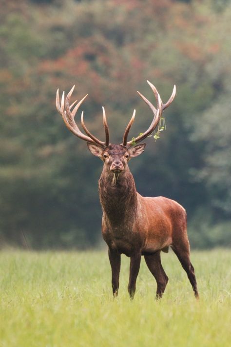 Red deer stag standing on meadow with gr... | Premium Photo #Freepik #photo #nature #animal #red #forest Red Deer Stag, North American Animals, Deer Photos, Animal Accessories, Wildlife Pictures, Animal Print Wallpaper, Animals Dog, Deer Stags, Rare Animals