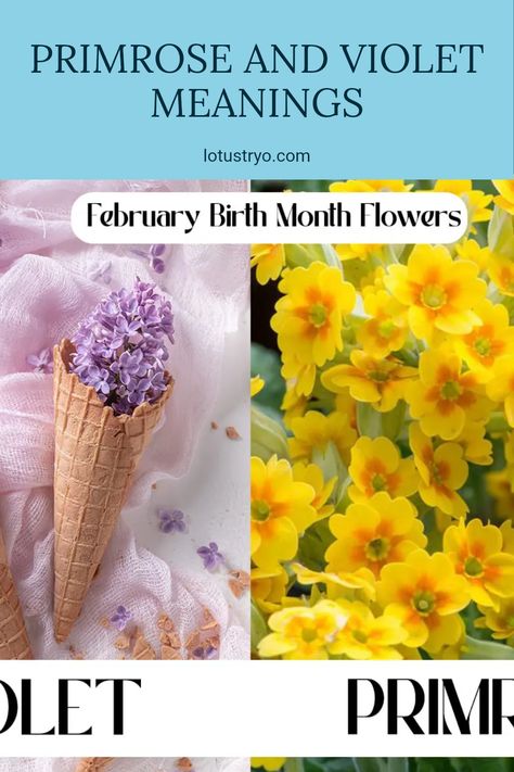 Discover the beauty and meanings behind February's birth flowers: the primrose and violet. These lovely flowers represent youth, innocence, love, and loyalty, making them perfect symbols for expressing heartfelt emotions. From affectionate gifts to thoughtful gestures, both flowers have rich histories and associations that enrich personal connections. Learn why these blossoms are cherished during this month and how they can convey special messages. Celebrating February's connection to these flowers not only enhances your floral knowledge but also lets you share sentiments rooted in flower symbolism. Gold Mop Cypress, Plant Meanings, Flower Symbolism, Flowers Represent, February Birth Flowers, Thoughtful Gestures, Love And Loyalty, February Birthday, Violet Flower