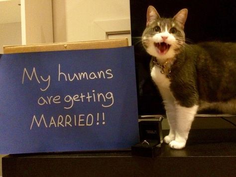 Funny Engagement Photos, Funny Animal Fails, Animal Fails, Blush Bridal Showers, Cat Wedding, Country Engagement, Cute Engagement Rings, Cat Help, Engagement Announcement