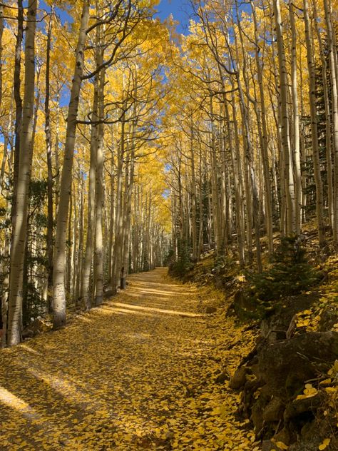 Autumn Western Aesthetic, Fall In Sedona Arizona, Flagstaff Aesthetic, Flagstaff Arizona Aesthetic, Arizona Autumn, Fall In Arizona, Promise Of God, Arizona Aesthetic, Fall Collage