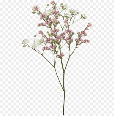 Aesthetic Flowers Transparent Background, Flower Png Images For Editing, Aesthetic Png Transparent Background, Vintage Flowers Design, Flowers Overlay For Edits, Cute Png Transparent Background, Aesthetic Pictures Png, Transparent Flowers Overlays, Minimal Png Aesthetic