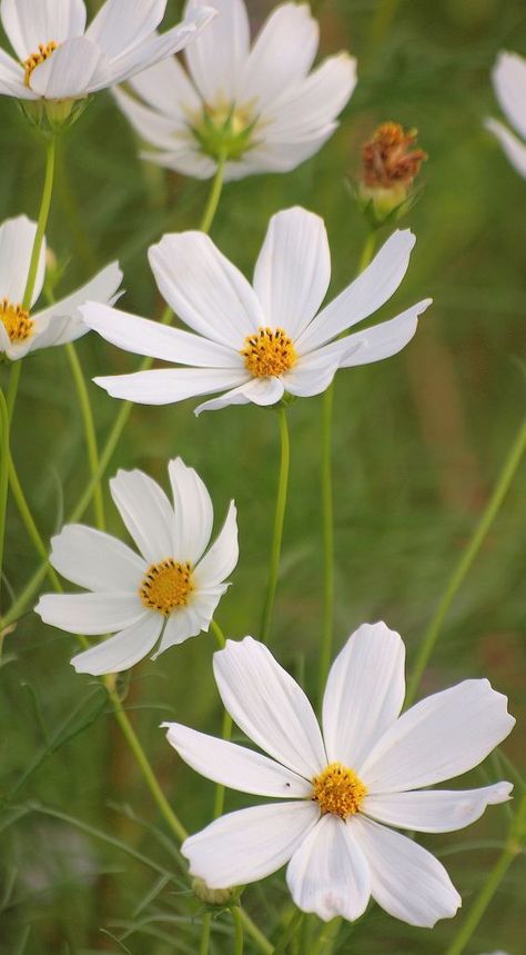 Garden Cosmos, White Cosmos, Cosmos Bipinnatus, Sunflowers And Daisies, Blossom Garden, Cosmos Flowers, Given Name, Flowers For You, Apps Games