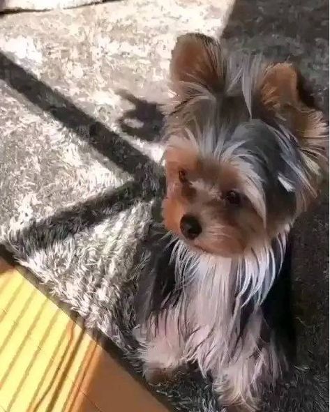 Follow @i.just.love.yorkies ❤️ for more Please don't move around without giving him some love! Credit: unknown ( Need credits or removal? Please DM us. ✨📲) . 🛂 Follow Us: @i.just.love.yorkies . . . #yorkie #yorkiesofinstagram #yorkielove #yorkies #yorkielife #yorkiegram #yorkiepuppy #yorkielovers #yorkiepoo #yorkiesofficial #yorkieoftheday #yorkiesofig #yorkienation #yorkiefamous #yorkielover #yorkiemom #yorkiegram101 #instayorkie #yorkieboy #yorkiegirl #yorkieofinstagram #yorkieswag #yorkie... Yorkie Terrier Mix, Terrier Haircut, Wrinkly Dog, Yorkie Haircuts, Biewer Yorkie, Yorkshire Terrier Haircut, Teacup Yorkie Puppy, Yorkie Moms, Yorkie Puppies