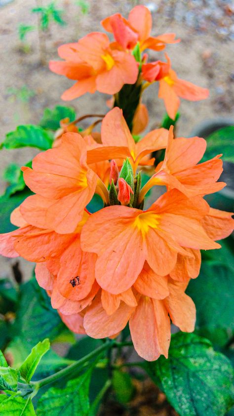 #indianflowers #flowers #village #india #greenary #orange #indian #nature Indian Flowers Plants, Indian Plants, Chameli Flower, Dr Rajkumar, Indian Nature, Lotus Flower Art, Orange Plant, Indian Flowers, Parts Of A Flower