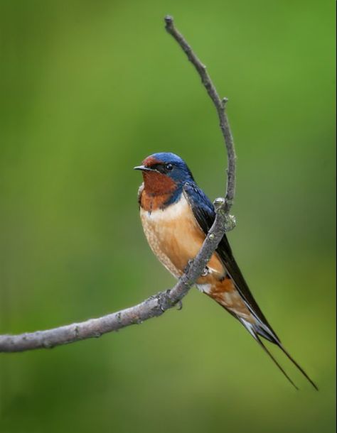 One of my favorite birds. Barn Sparrow Arte Doodle, Barn Swallow, Rose Gardens, Swallow Bird, Bird Watcher, Backyard Birds, Bird Pictures, Bird Drawings, Bird Photo