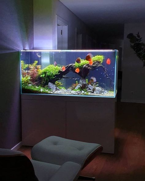 Coral Aquarium, Discus Aquarium, Fish Tank Themes, Big Aquarium, Amazing Aquariums, Diy Fish Tank, Fish Tank Design, Aquascape Design, Tropical Fish Aquarium