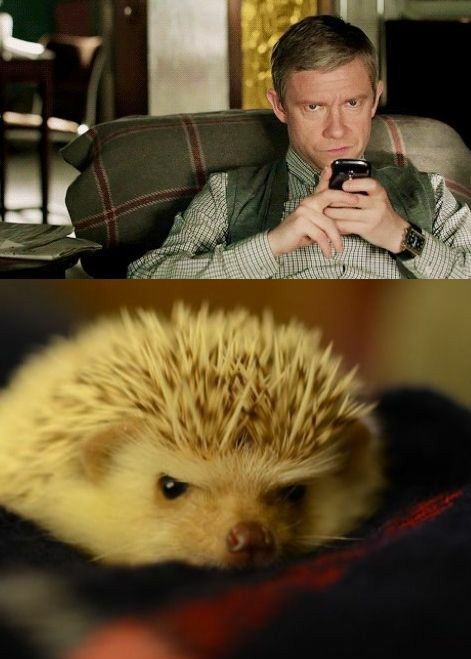 How everyone feels about waiting for season 4 Sherlock 3, A Hedgehog, Sherlock Benedict, I Am Sherlocked, 221b Baker Street, Bbc Sherlock, John Watson, Martin Freeman, Johnlock