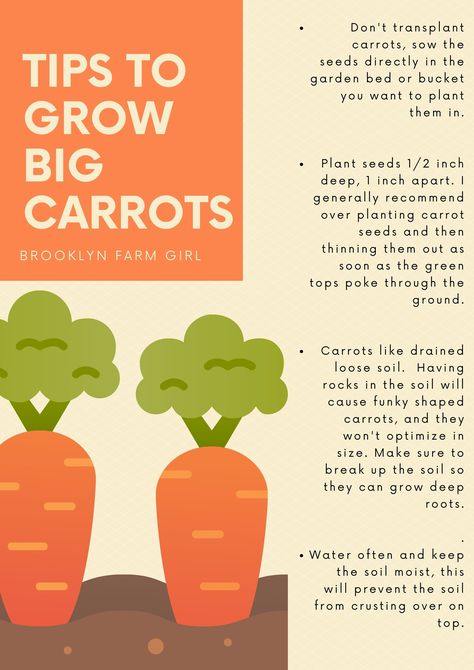 Nyc Garden, House In The Suburbs, Gardening At Home, How To Plant Carrots, Carrot Gardening, Growing Carrots, Vegetable Garden Tips, Garden Layout Vegetable, Vegetable Garden Planning