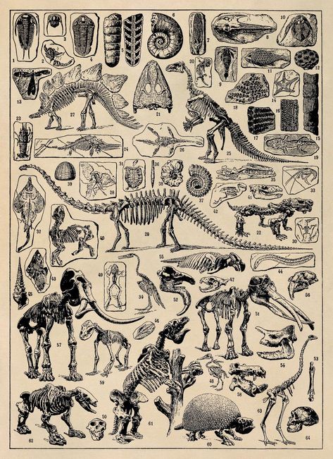 Fossil Poster, Old Paleontology Chart, Animal Skeleton Diagram, Vintage Style Illustration Print, 3 Color Options AM51 Dinosaur Skeletons, Animal Skeleton, Vintage Dinosaur, Dinosaur Bones, Dinosaur Art, Prehistoric Animals, Art Antique, Dinosaurs, Skeleton