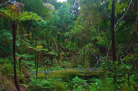 Temperate Deciduous Forest, Deciduous Forest, Post Apocalyptic City, Forest Resources, Book Art Projects, Forest Ecosystem, Jungle Flowers, Conservation Of Natural Resources, Magic Places