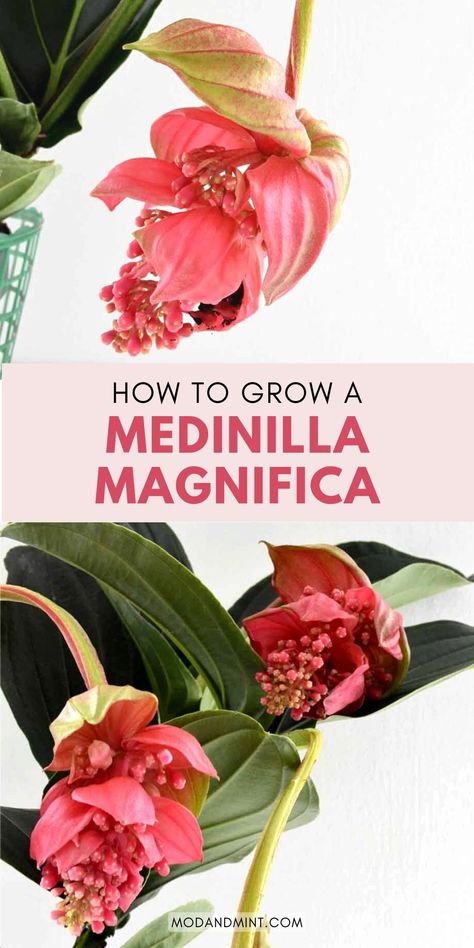 The Medinilla magnifica grows stunning pink flowers hanging on long drooping stems that can last for months! Get all the care instructions for this magnificent houseplant. modandmint.com. Medillina Magnifica, Medinilla Plant, Mint Plant Care, Medinilla Magnifica, Mint House, Plant Obsession, Grape Plant, Easy House Plants, Container Planting