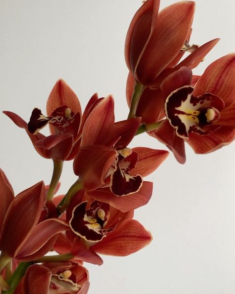 Potomac Floral Wholesale on Instagram: “Sleek and sultry brown mini cymbidiums are a great choice for fall. (Code: CYMBRMIN) . . . #orchid #orchids #orchidsofinstagram…” Brown Cymbidium Orchid, Sultry Wedding, Brown Orchid, Big Garden, Wedding Inspo, Wedding Decor, Eden, Florist, Sofia