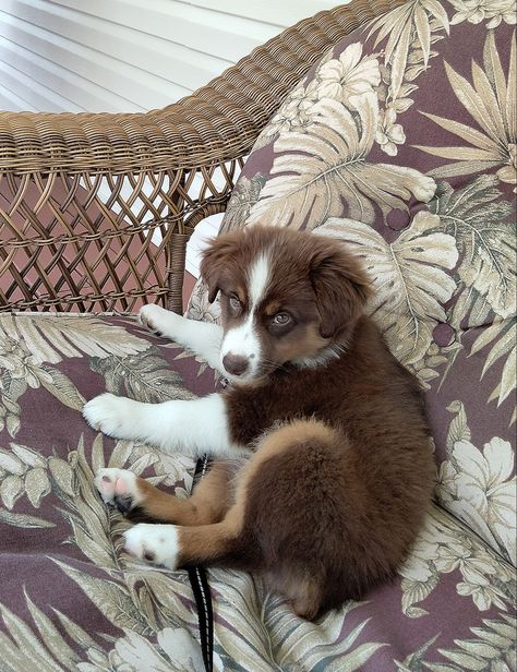 Brown Aussie Shepherd, Brown Australian Shepherd Puppy, Baby Australian Shepherd, Austrian Shepherd, Brown Australian Shepherd, Mini American Shepherd, Australia Shepherd, Mini Australian Shepard, Mini Australian Shepherd