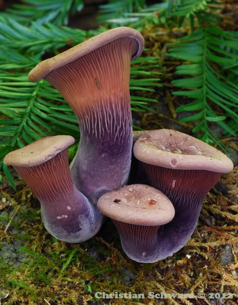 Gilled polypores are underrated Mushroom Identification, Slime Mold, Mushroom Plant, Mushroom Pictures, Lichen Moss, Slime Mould, Mushroom Fairy, Mushroom Fungi, Unusual Plants