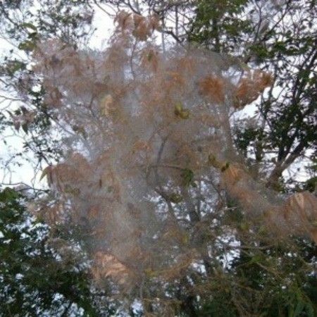 Web worms are the larval stage of a small white moth. They typically appear on pecan and other trees in late summer and early fall. Sprays, both organic and chemical, can be used. Breaking the web and allowing birds to feast has worked for one reader. This is a guide about getting rid of web worms on pecan trees. Adobe Garden, Small Orchard, Pecan Orchard, Fruit Trees In Containers, Pecan Trees, Small Trees For Garden, White Moth, Grapes Fruit, Garden Field