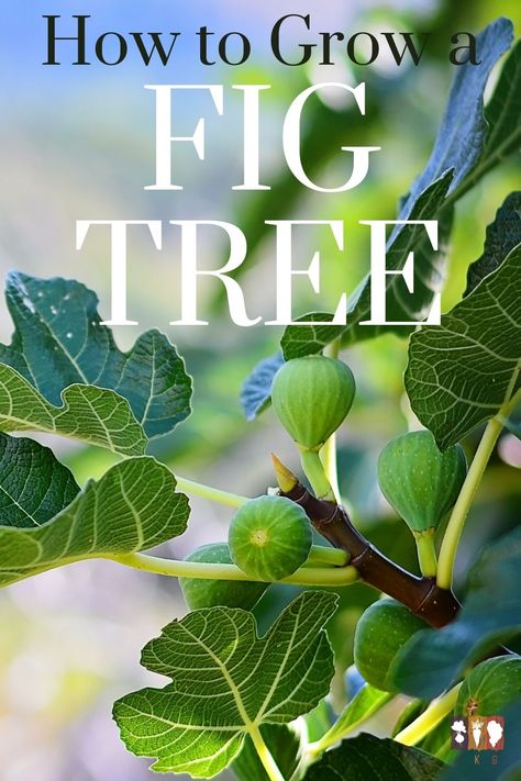 Fig Tree Care Outdoor, Fig Trees In Pots, Planting Fig Trees, Fig Tree Care, Growing Figs, Fig Fruit Tree, Fig Bush, Growing Fig Trees, Fig Tree Plant