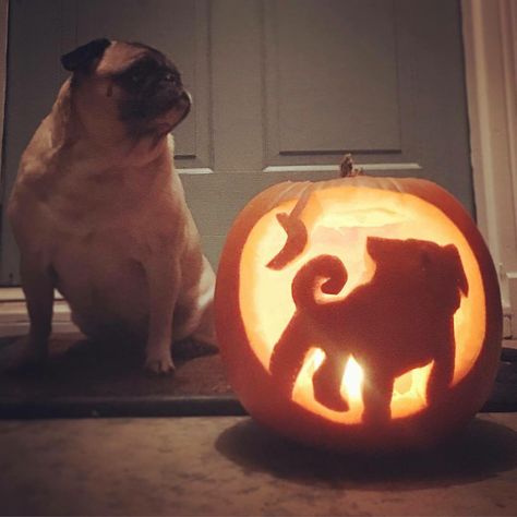 Halloween Pug Dog Pooping Pumpkin Carving, Pug Pumpkin Carving, Pug Pumpkin Painting, Dog Themed Pumpkin Carving, Pug Pumpkin, Pug Jack O Lantern, Halloween Pug, Disney Pumpkin Carving, Dog Pumpkin