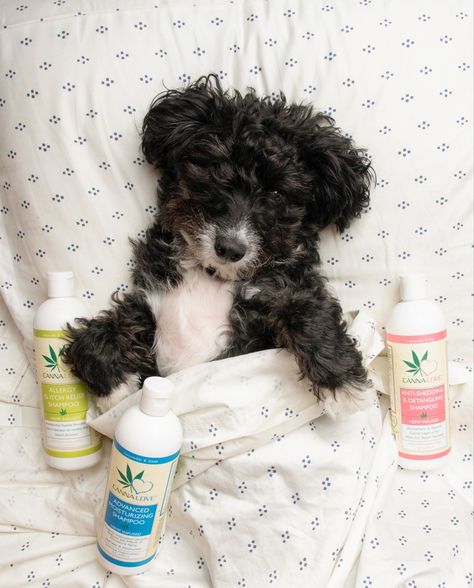 Shower your dog with love *and* #CannaLovePet Puppy Shampoo -- infused with hemp for a gentle, yet effective cleanse 🛁🐶 . #ShopPetFX #PetFX #dogcare #petwellness #furbaby #dogowner #petcbd #petparent #dogsupplements #doglover #cbdproducts #painrelief Shampoo Photography, Pet Shampoo Label Design, Pet Shampoo Photography, Dog Shampoo Label Design, Shampoo And Conditioner Product Photography, Non Toxic Dog Shampoo, Puppy Shampoo, Feeling Healthy, Pet Wellness