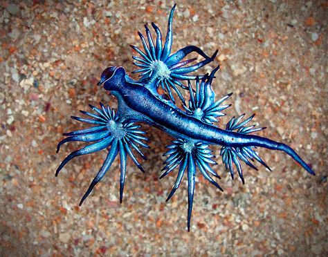 BLUE SEA SLUG - also known as the Blue Ocean Slug, Blue Glaucus, Sea Swallow, Sea Lizard and Sea Dragon, not to mention Glaucus atlanticus. This creature floats using surface tension and a sac of gas in its stomach.  The tips of the tendrils are armed with nematocysts, the specialised stinging cells that can only be found on cnidarians. But the Blue Sea Slug isn't a cnidarian ! Blue Sea Dragon, Blue Sea Slug, Poodle Moth, Glaucus Atlanticus, Bizarre Animals, Sea Slugs, Sea Slug, Beautiful Sea Creatures, Sea Dragon