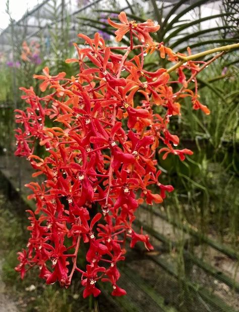 Renanthera philippinensis Pretty Orchids, Ayurvedic Plants, Wishlist Plants, Orchid Varieties, Vanda Orchids, Beautiful Orchids, Orchids, House Design, Plants