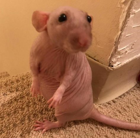 Hairless Rat, Cat Bengal, Dumbo Rat, Mole Rat, Most Popular Cat Breeds, Popular Cat Breeds, Funny Rats, Animal Caricature