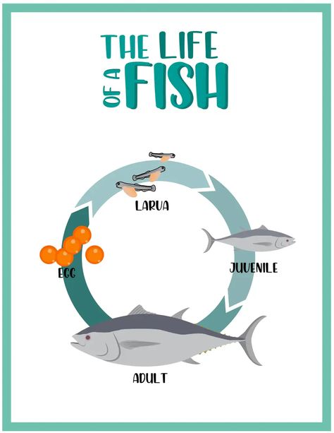 Fish Life Cycle.pdf - Google Drive Fish Life Cycle, Fishing Life, Life Cycle, Life Cycles, Google Drive, Preschool, Drive, Fish, Pre School