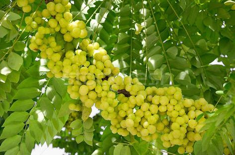 star gooseberry on tree stock photo © Kheat (#3155794) | Stockfresh Vegetable Garden Raised Beds, Fruit Plants, Back To Nature, Raised Garden Beds, Fruit Trees, Vegetable Garden, Trees To Plant, Free Stock Photos, Soil