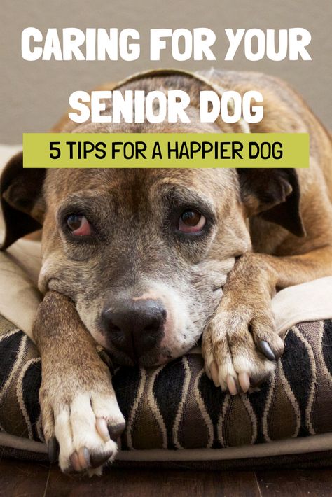 Senior Dogs Care, Dog Remedies, Dog Wellness, Elderly Dogs, Puppy Proofing, Puppy Day, Dog Health Tips, Senior Dogs, Dog Ages