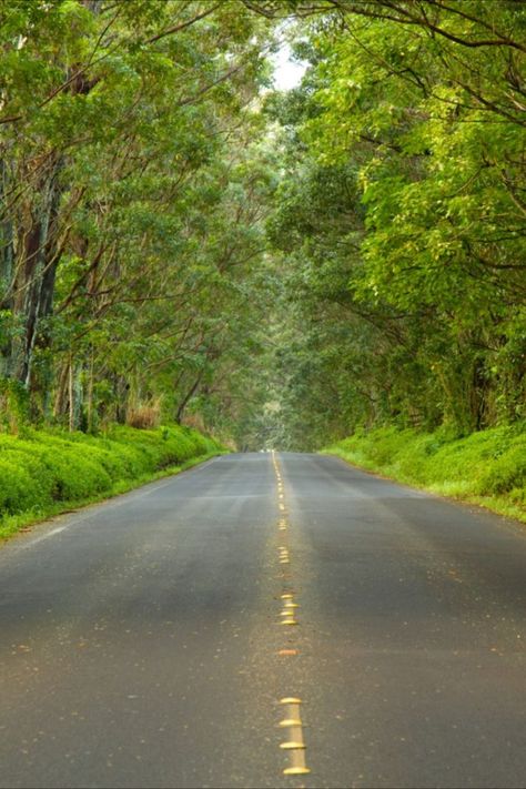 With a rental car shortage affecting visitors on all islands, Kauaʻi has launched a new website to provide travelers with eco-conscious alternatives. #havealohawilltravel #hawaii #traveltrips #kauai #kauaitravel #travel #napalicoast #ecofriendly #carrental #hawaiianislands Kauai Tree Tunnel, Kauai Activities, Things To Do In Kauai, Traveling Family, Kauai Travel, Hawaii Magazine, Majestic Tree, Kauai Vacation, Tree Tunnel