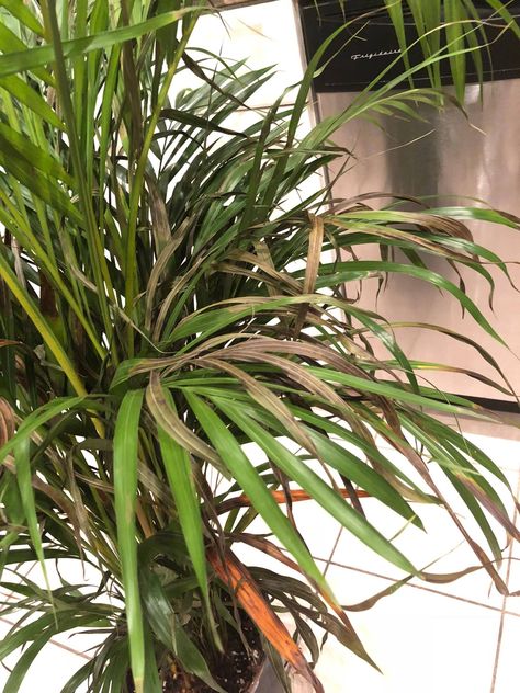 Learn why fronds (leaves) on Palm Plants turn brown at: https://www.houseplant411.com/askjudy/cat-palm-turning-brown Areca Palm Care, Areca Palm Indoor, Indoor Palm Plants, Indoor Floor Plants, Plant Leaves Turning Brown, Cat Palm, Indoor Palm, Palm Plants, Indoor Palm Trees