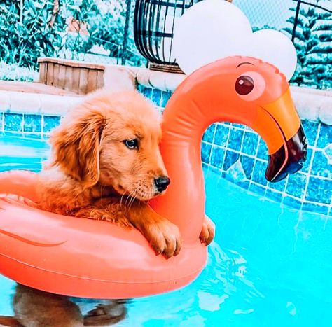 Preppy Pool, So Cute, Pool