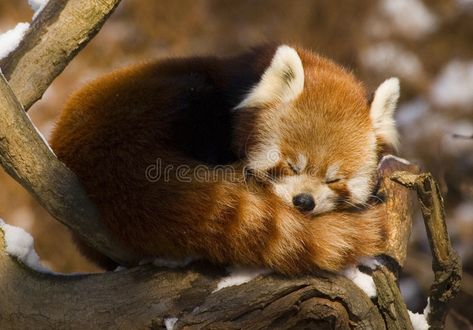 Crazy Nature, Crafts Animals, Quotes Light, Aesthetic Forest, Animals Pictures, Photography Makeup, Makeup Quotes, Beauty Crafts, Red Panda